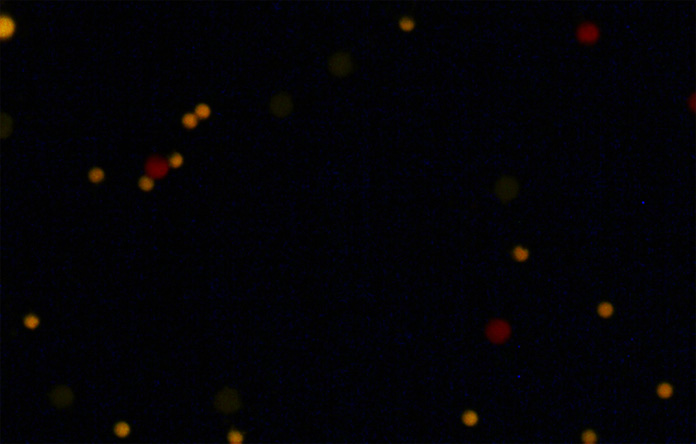 Fluorescence Microscopy using an OD 6 Filter