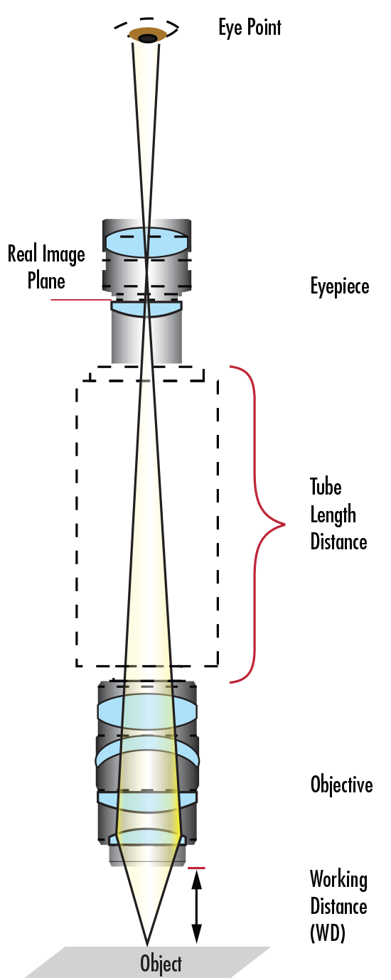 Components of a Compound Microscope